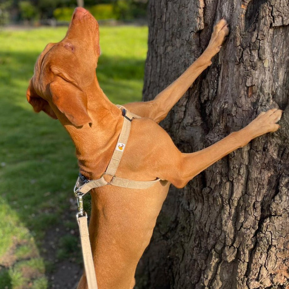 Vizsla dog harness in natural hemp with lead, size L