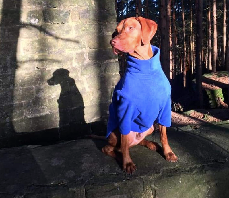 Royal Blue Fleece Dog Jumper by HOTTERdog