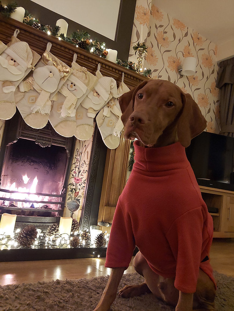 Vizsla jumper 