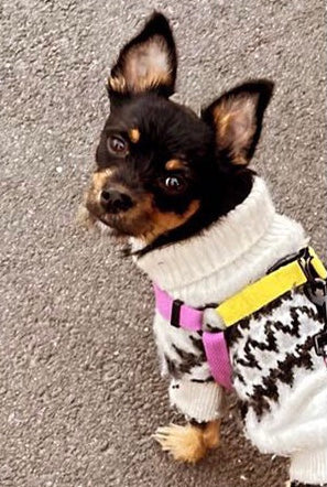 cotton step-in dog harness, size S