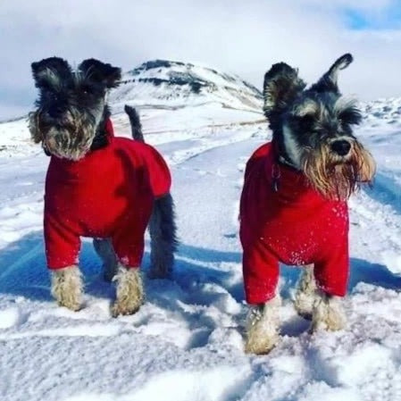 Schnauzer jumper