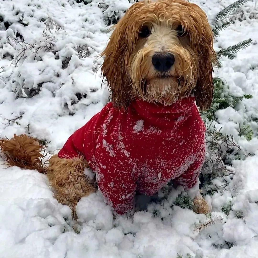 Red Fleece Dog Jumper 100% Rainproof, Breathable, Warm and Washable