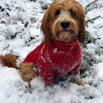 Charger l&#39;image dans la galerie, Red Fleece Dog Jumper 100% Rainproof, Breathable, Warm and Washable
