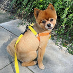 Load image into Gallery viewer, Cotton dog harness with matching yellow lead
