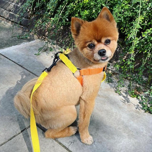 Cotton Dog Harness & Lead Set, Orange & Yellow harness and lead set