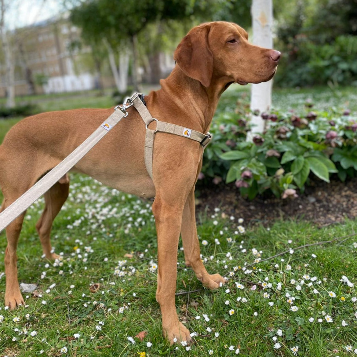 Viszla dog harness in natural hemp with lead, size L