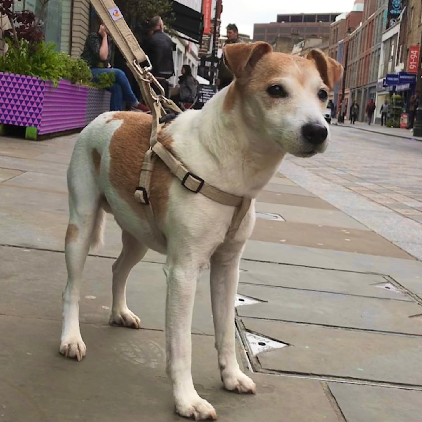 Jack Russell Parsons dog harness in natural hemp with lead, size S