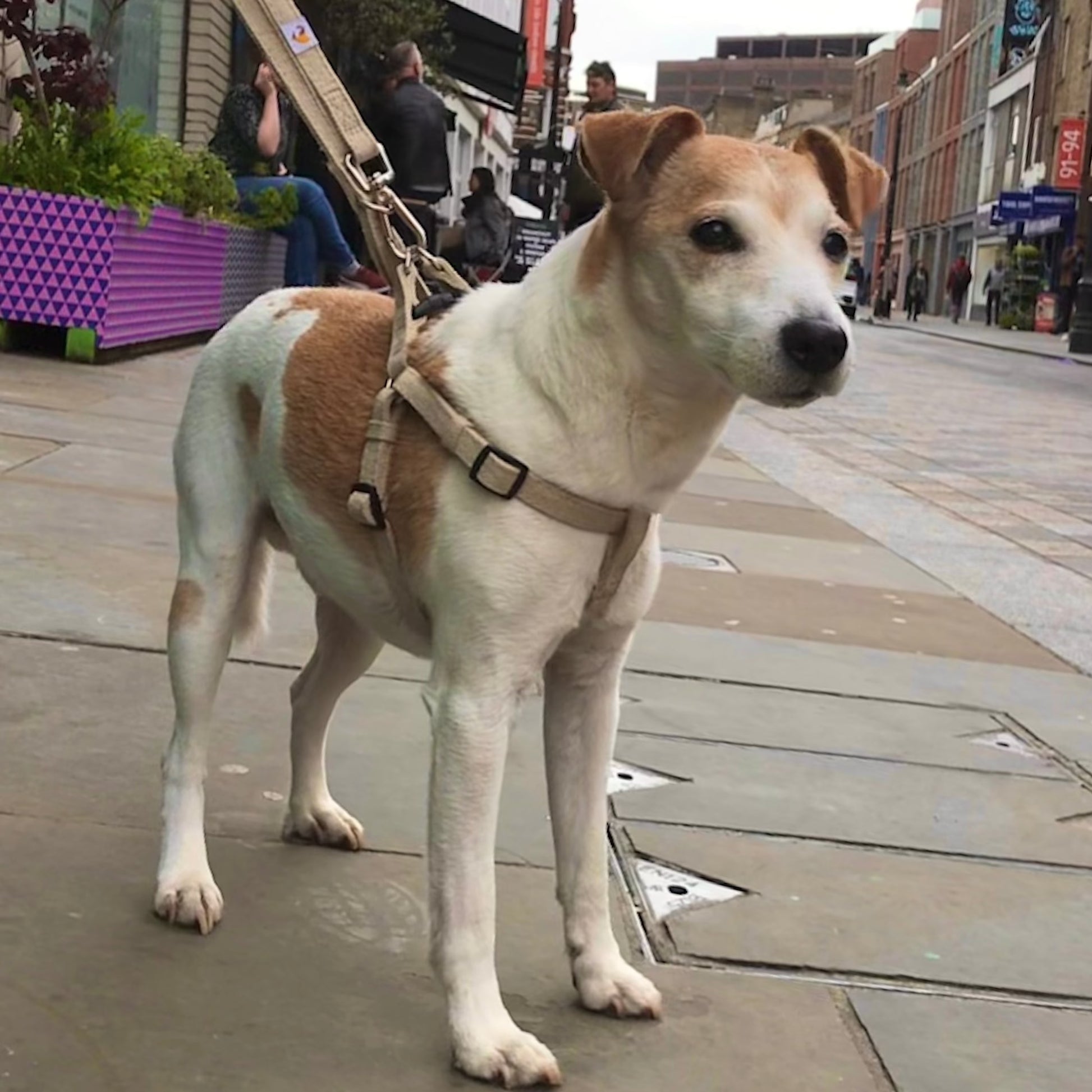 Jack Russell Parsons dog harness in natural hemp with lead, size S