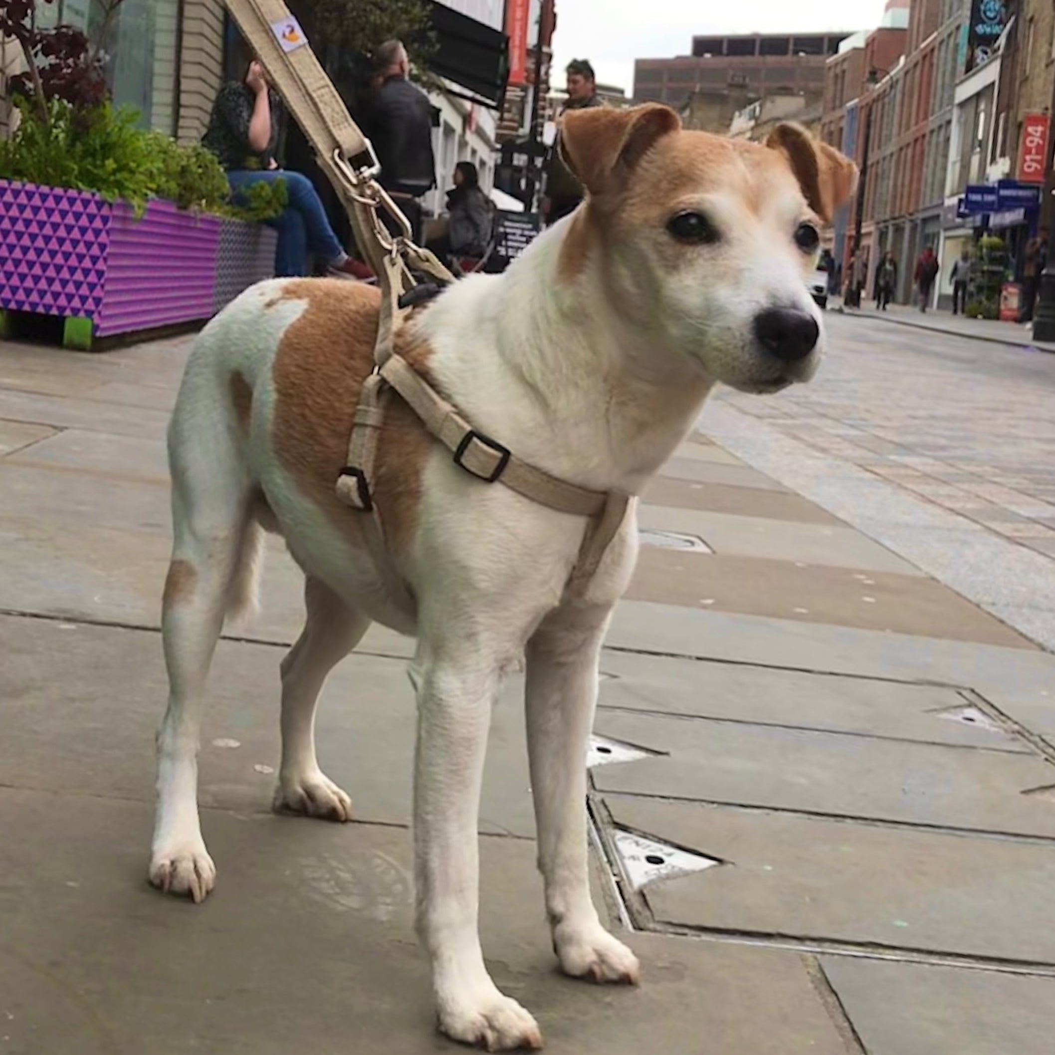 Jack Russell Parsons dog harness in natural hemp with lead, size S