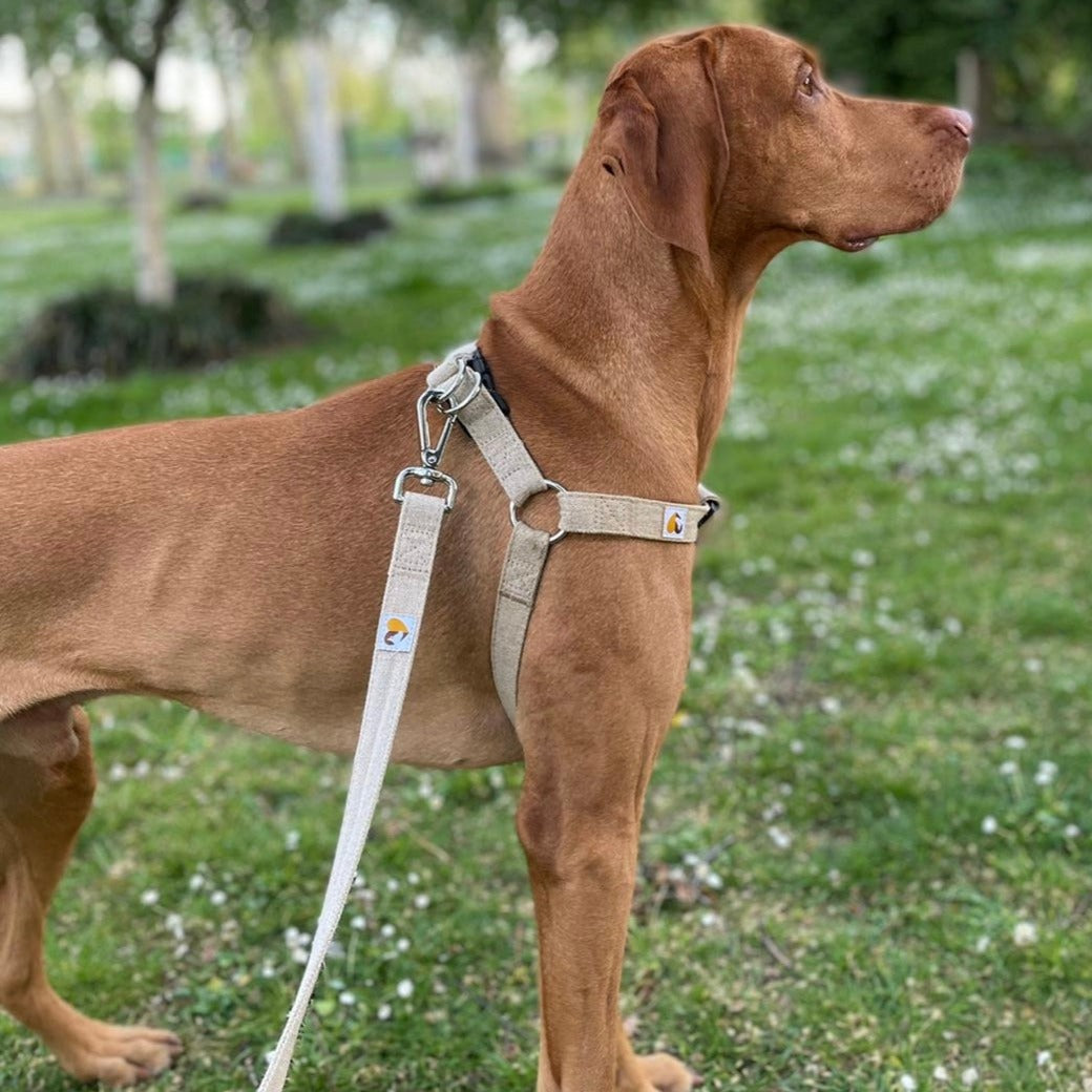 Vizsla Large dog harness in natural hemp with lead