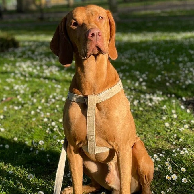 Viszla dog harness in natural hemp with lead, size L