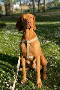 Natural Hemp Dog Harness, adjustable step-in harness