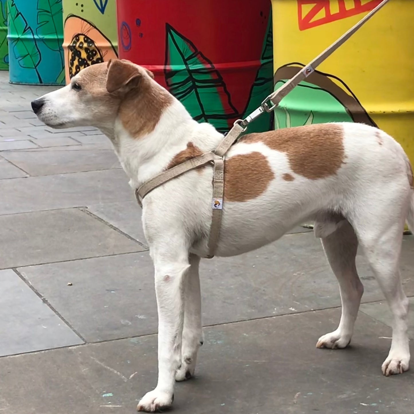 Jack Russell Parsons dog harness in natural hemp with lead, size S
