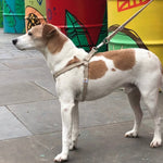 Charger l&#39;image dans la galerie, Harnais pour chien en chanvre naturel, harnais réglable
