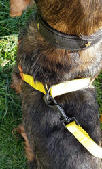 Load image into Gallery viewer, Dachshund Orange &amp; Yellow step-in cotton harness 
