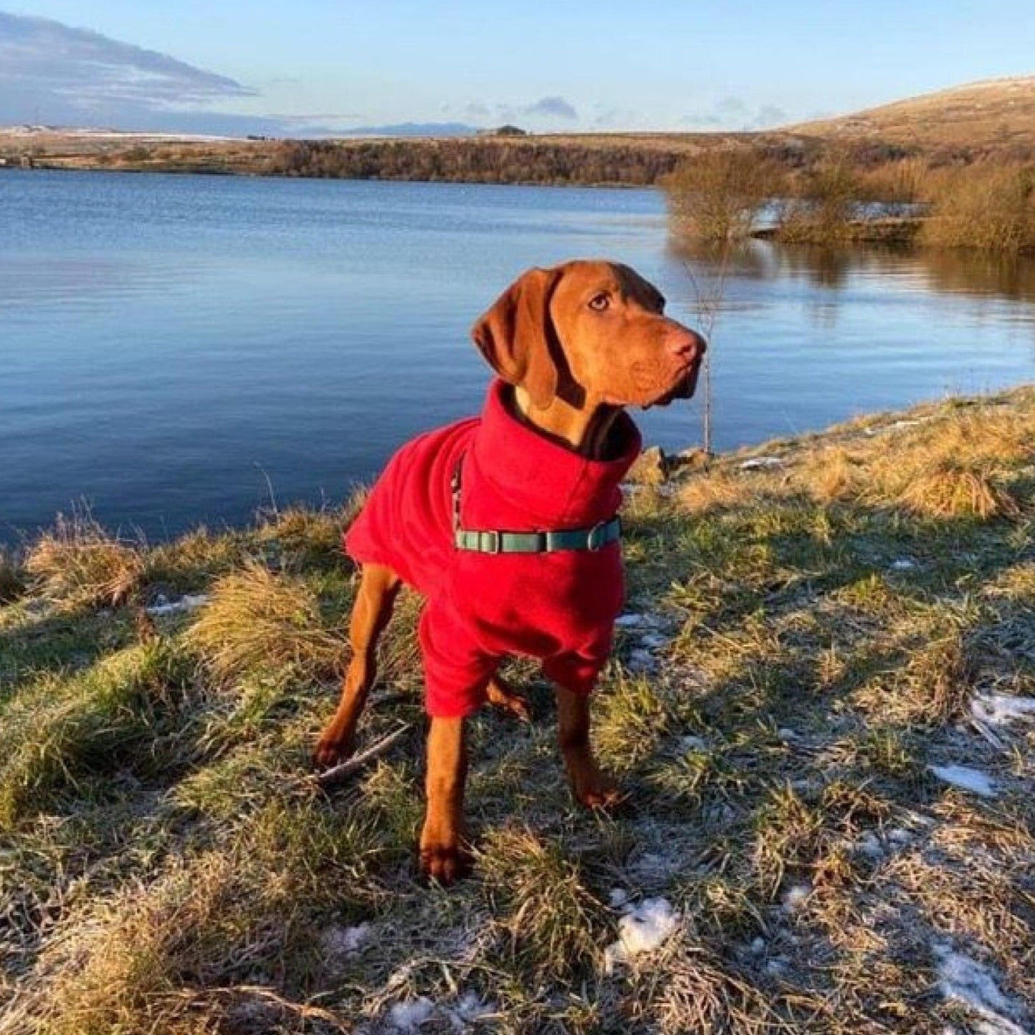 Vizsla jumper