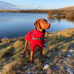 Load image into Gallery viewer, Red Fleece Dog Jumper by HOTTERdog
