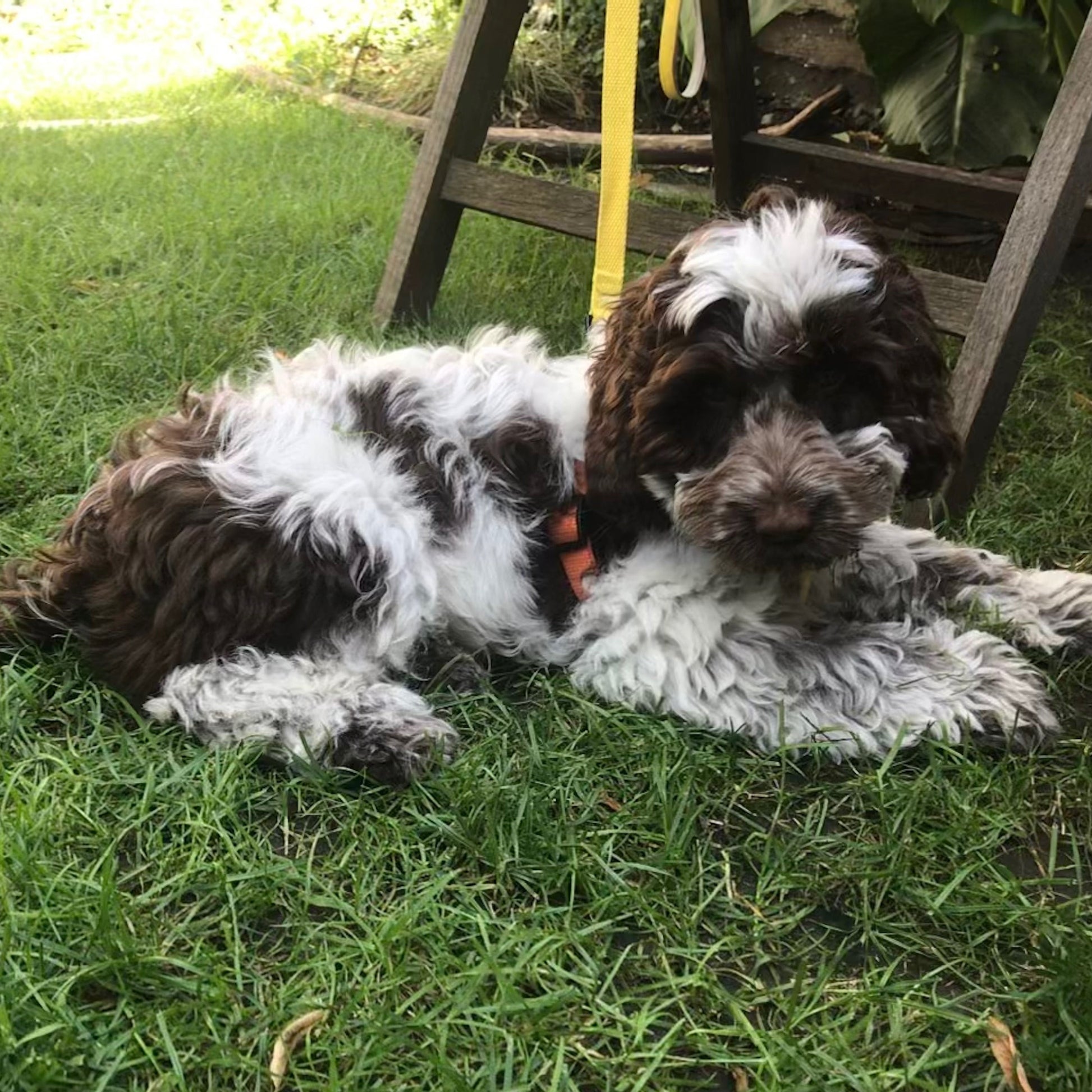 Cockapoo puppy Orange & Yellow step-in cotton harness