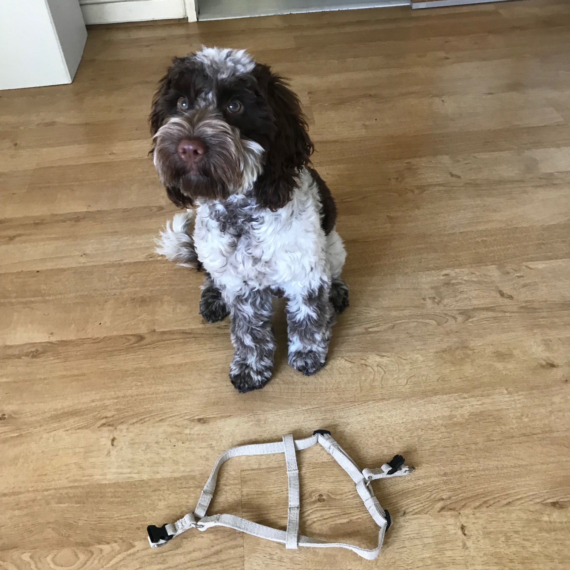 Hemp Step-In Dog Harness