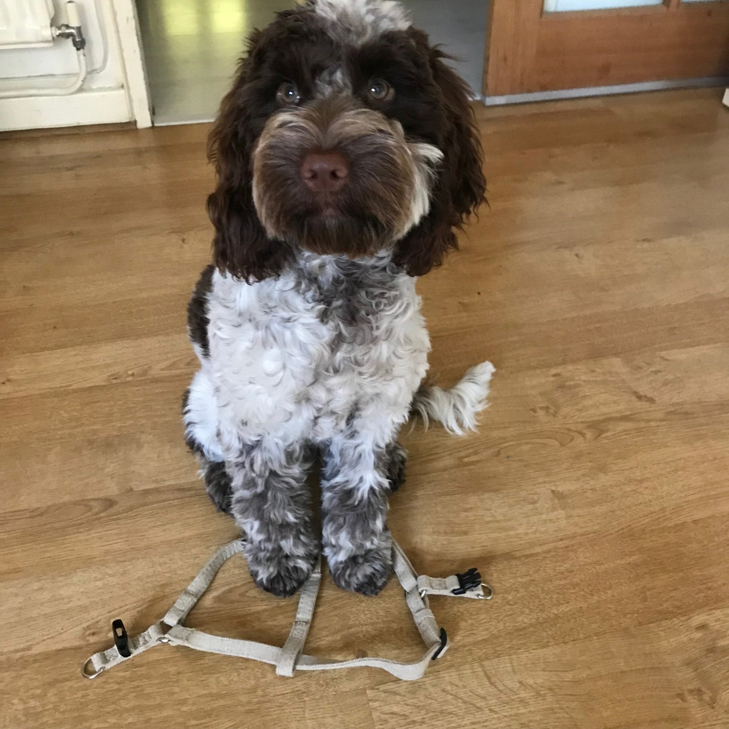 Hemp Step-In Dog Harness