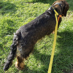 Load image into Gallery viewer, Dachshund Cotton Harness and Leash

