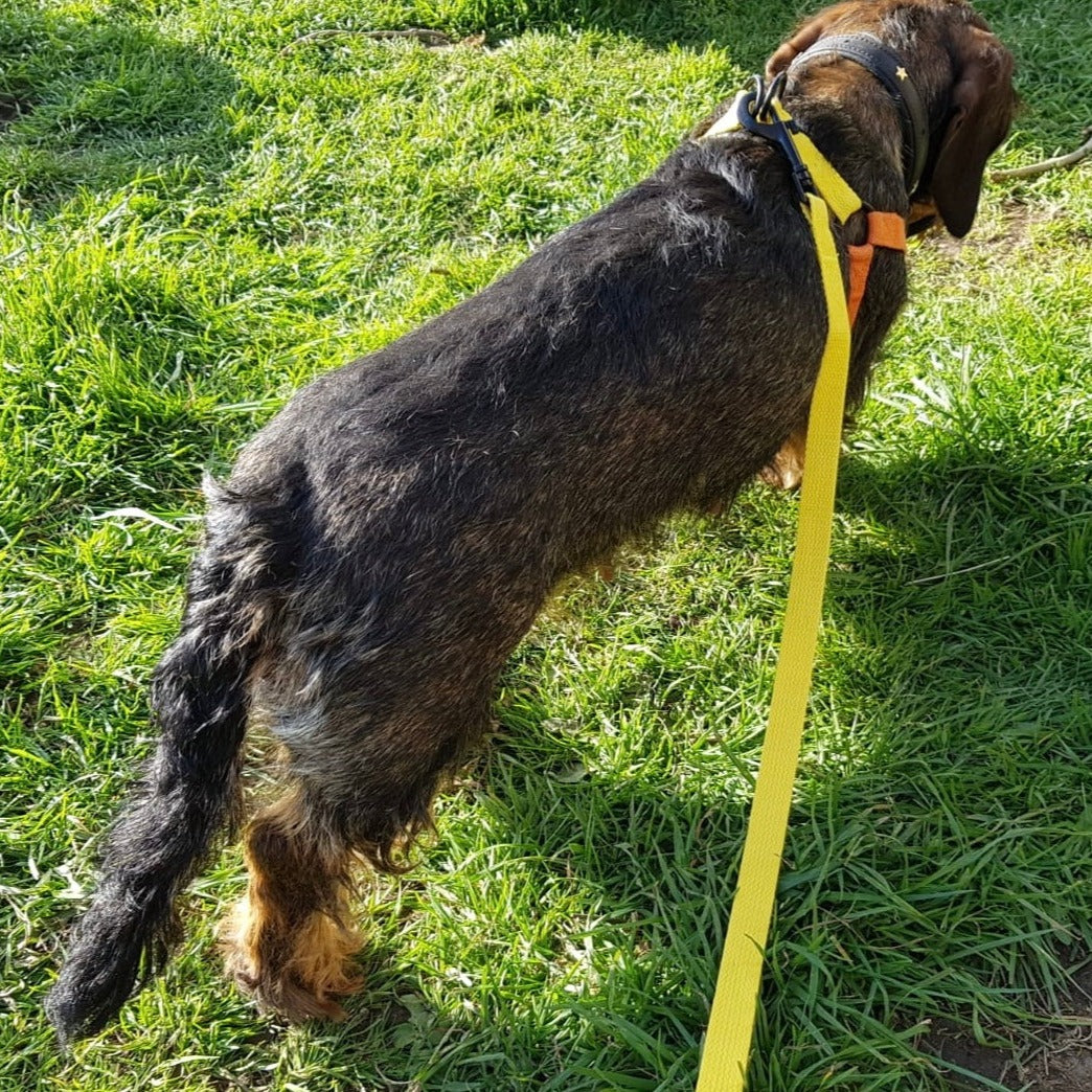 Dachshund Orange & Yellow step-in cotton harness
