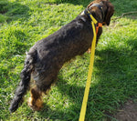 Load image into Gallery viewer, Dachshund yellow dog lead, with matching orange and yellow cotton harness
