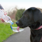 Load image into Gallery viewer, Dog drinking bottle BeviQui® travel drinking bowl for dogs
