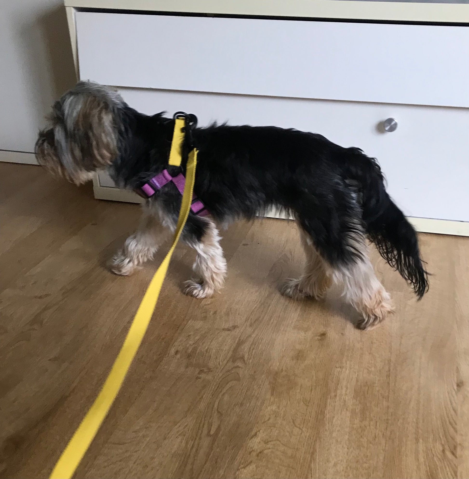 Yorkshire Terrier Step In Harness, Purple & Yellow Cotton with lead