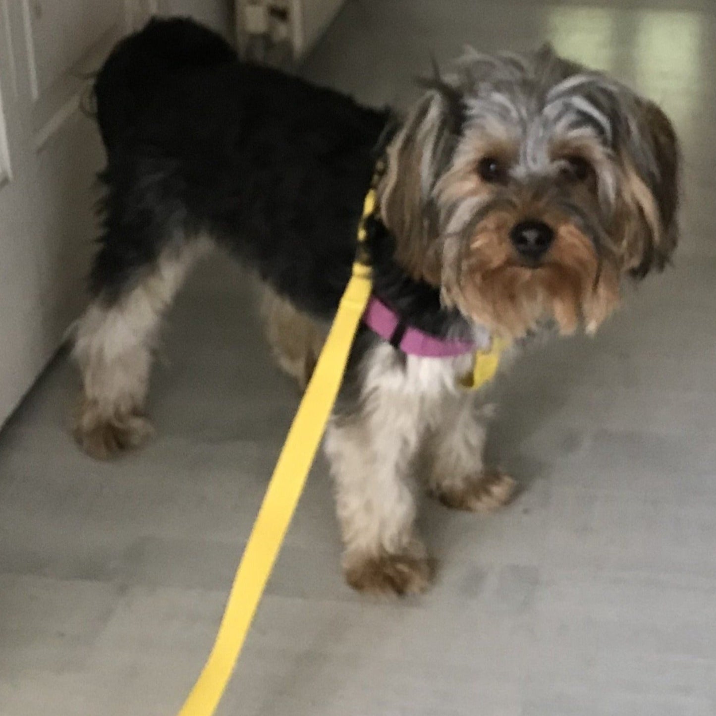 Yorkshire Terrier Step In Harness, Purple & Yellow Cotton with lead