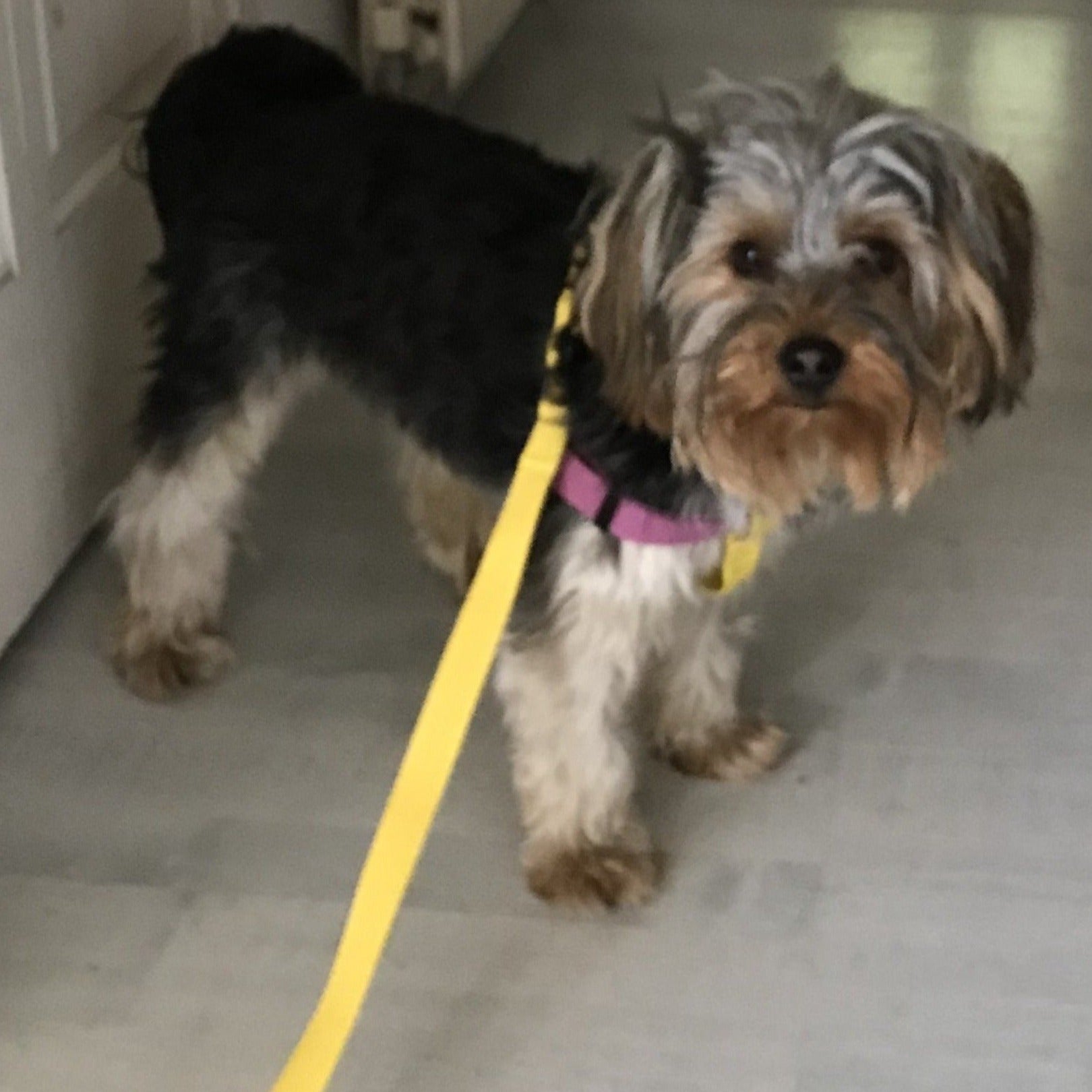 Yorkshire Terrier Step In Harness, Purple & Yellow Cotton with lead